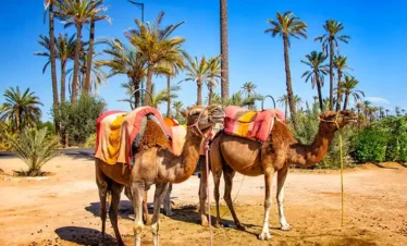 Camel Ride in Palm Groves Marrakech